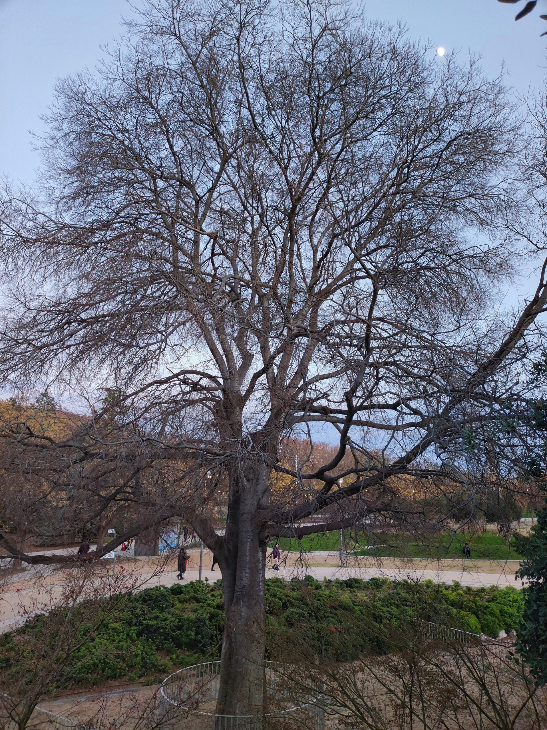The Arganzuela hackberry tree, listed as a singular tree of the Madrid region