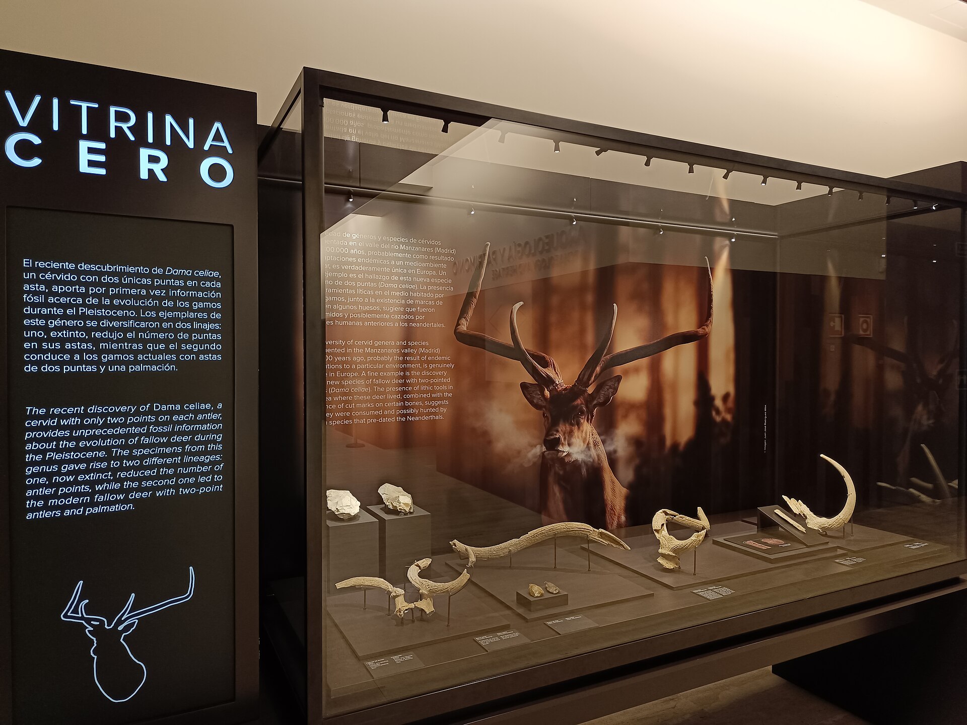 Cérvido fósil "Dama celiae". Museo Arqueológico Nacional (España). Spain.jpg — illustrating What Is the Museo Arqueológico Nacional, and What Does It Hold?