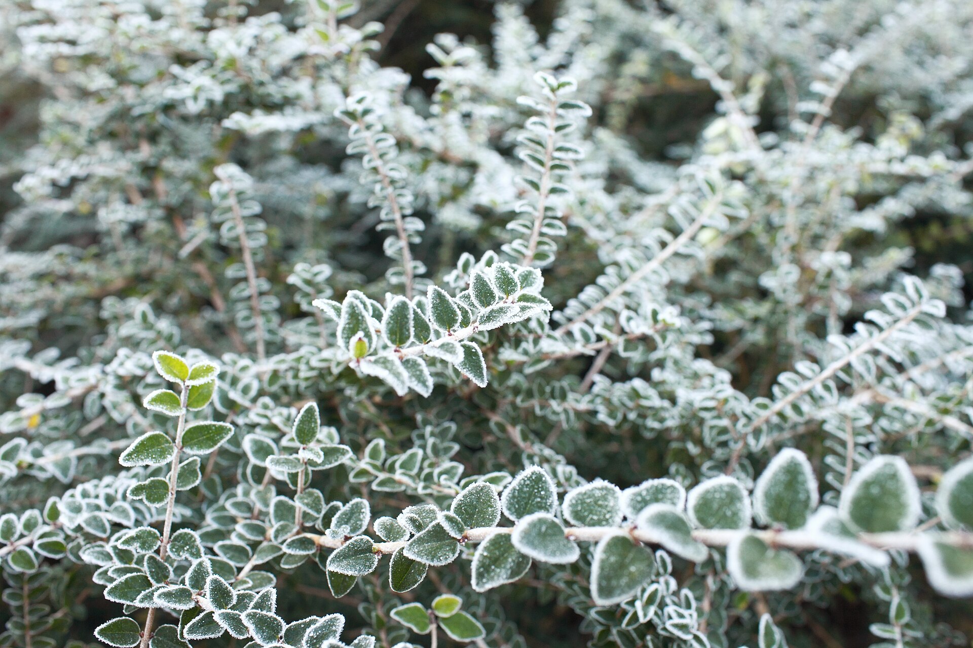 Frost on the leaves of a bush in Madrid's Parque del Oeste