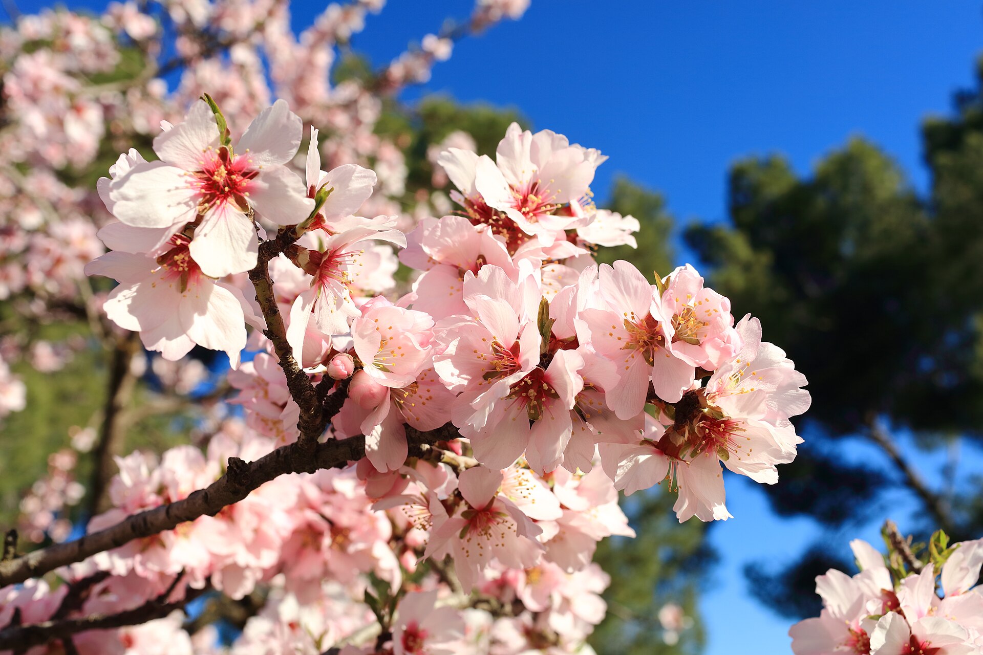 Almond blossom on a tree in Quinta de los Molinos park, Madrid