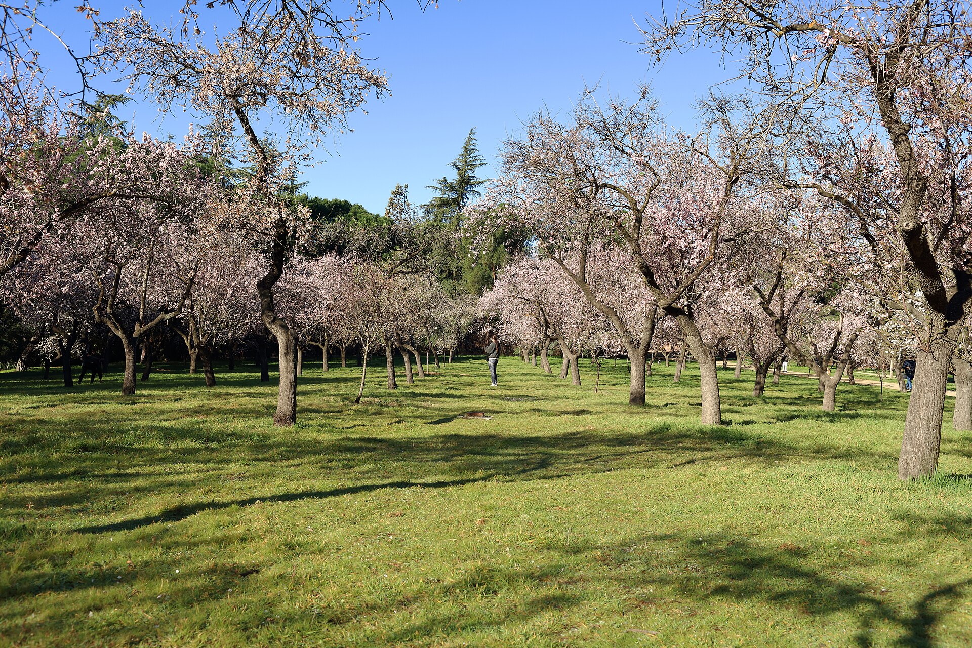 Almond tree flowering in Madrid's Quinta de los Molinos park