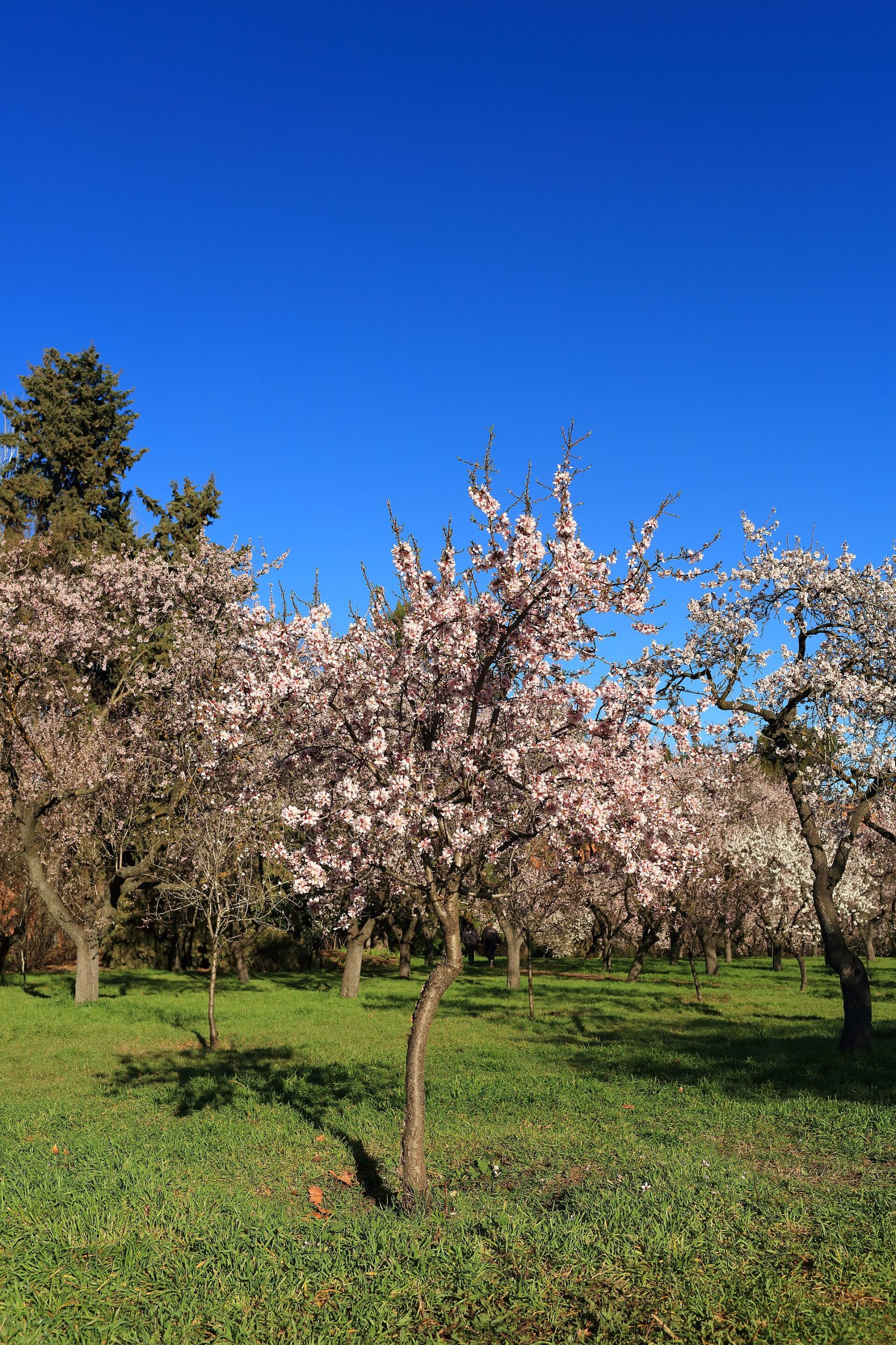 Almendro - Parque de la Quinta de los Molinos - Madrid 07.jpg